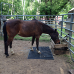 Pony at feeder